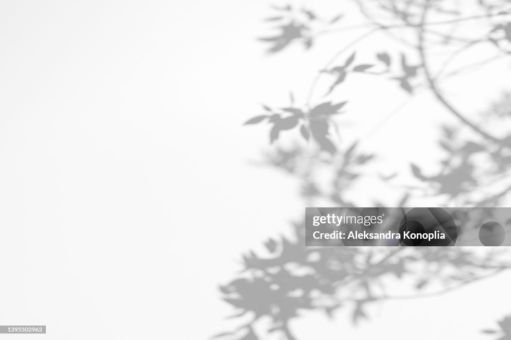 Shadows of tree branches with leaves on a white wall
