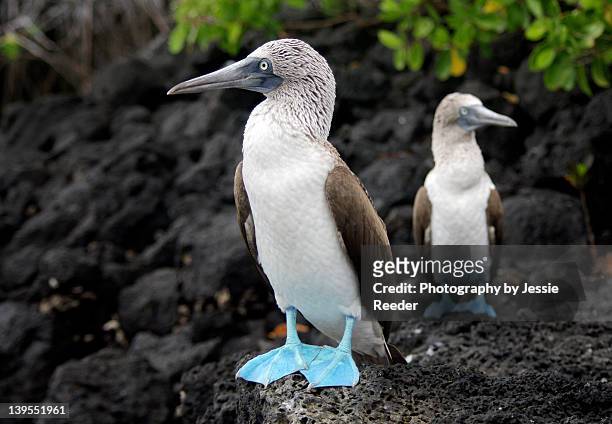 blue-footed boobies - îles galapagos photos et images de collection