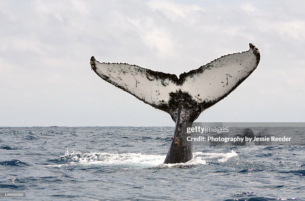 Humpback whale tail