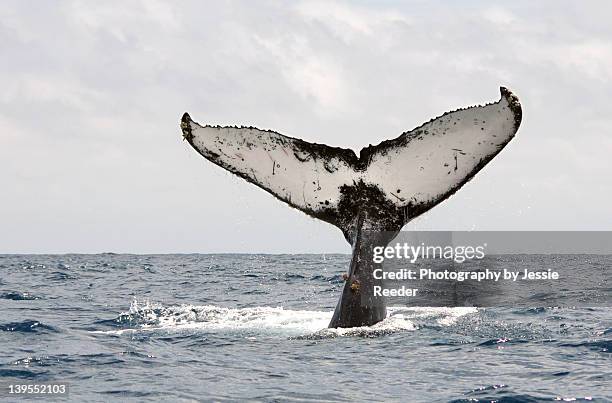 humpback whale tail - humpback stockfoto's en -beelden