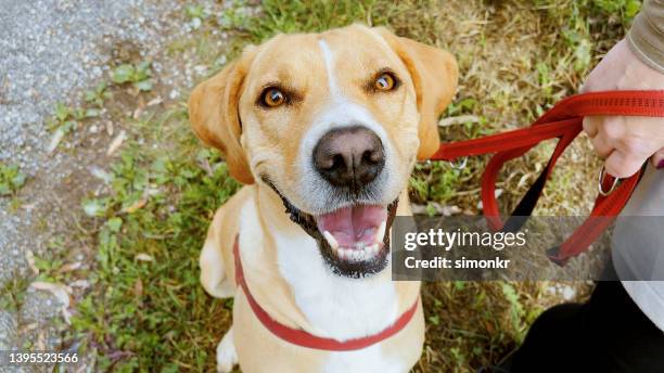 36,006 Red Collar Photos and Premium High Res Pictures - Getty Images 36,006 Red Collar Photos and Premium High Res Pictures - Getty Images