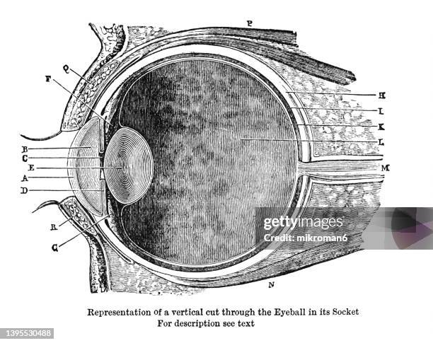 old engraved illustration of anatomy of the human eye, representation of a vertical cut through the eyeball in its socket - biomedical illustration stock pictures, royalty-free photos & images