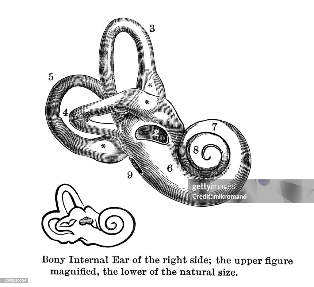 Old engraved illustration of bony internal ear of the right side