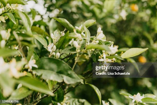 close up of flowers at an orange tree - citrus blossom stock pictures, royalty-free photos & images