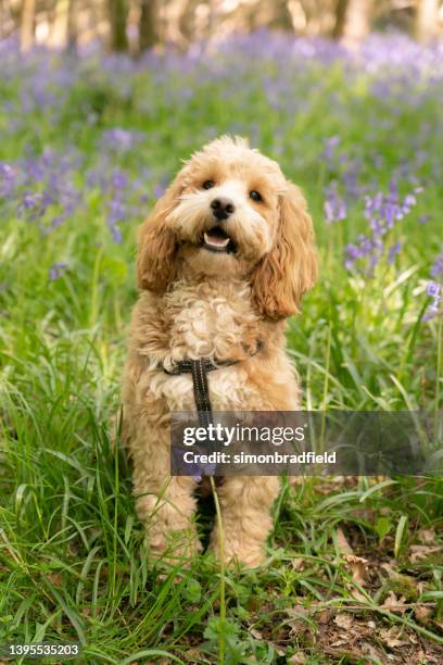 cockapoo amongst the bluebells - cockapoo 個照片及圖片檔