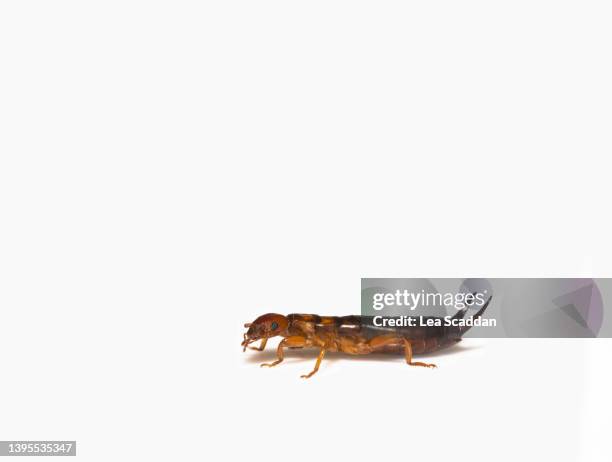 earwig - earwig imagens e fotografias de stock