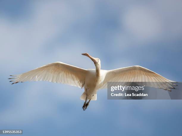 spoonbill in flight - gespreizte flügel stock-fotos und bilder