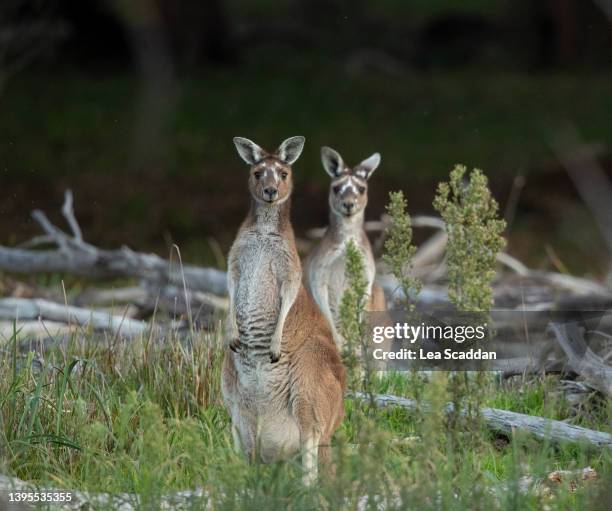 painted kangaroos - grey kangaroo stock pictures, royalty-free photos & images