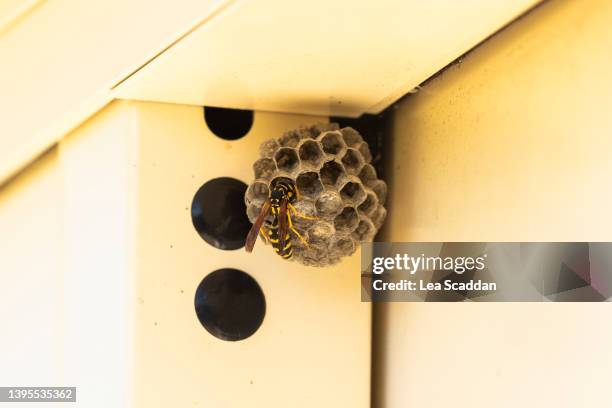 wasp nest - wasps stock pictures, royalty-free photos & images