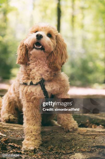 cockapoo in the wood - cockapoo 個照片及圖片檔