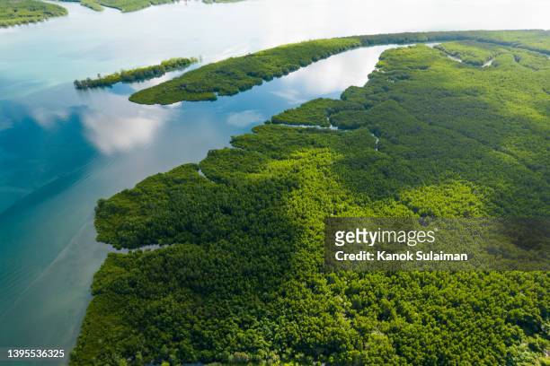 aerial view of mangrove forest on sea in phang nga province - 生態系　海 ストックフォトと画像