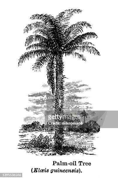 old engraved illustration of oil palm, african oil palm or macaw-fat (elaeis guineensis) - oil palm imagens e fotografias de stock