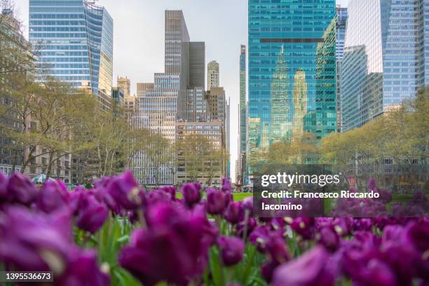 bryant park in springtime, tulip flowers and skyline. new york city - bryant park stock-fotos und bilder