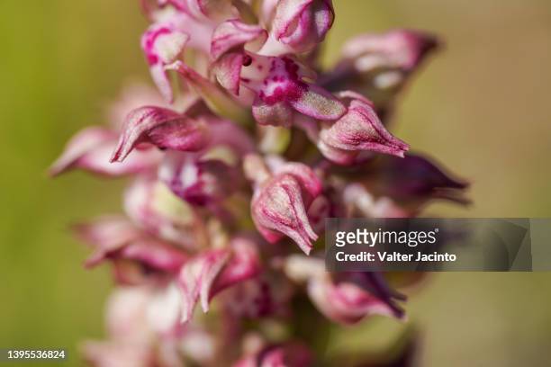 bug orchid (anacamptis coriophora) - orquidea salvaje fotografías e imágenes de stock