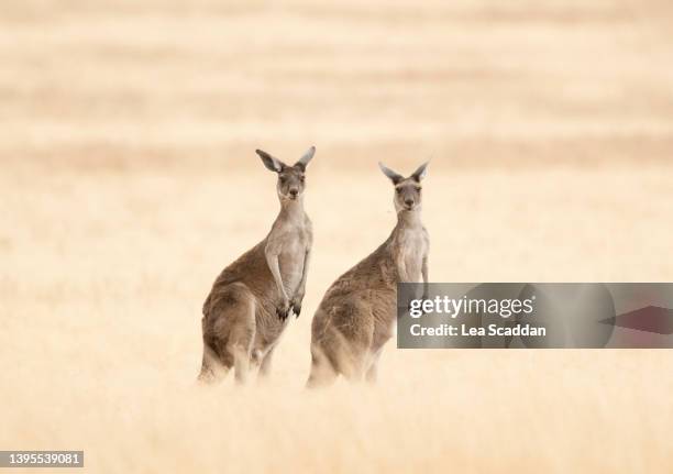 pair of kangaroos - canguro gris fotografías e imágenes de stock