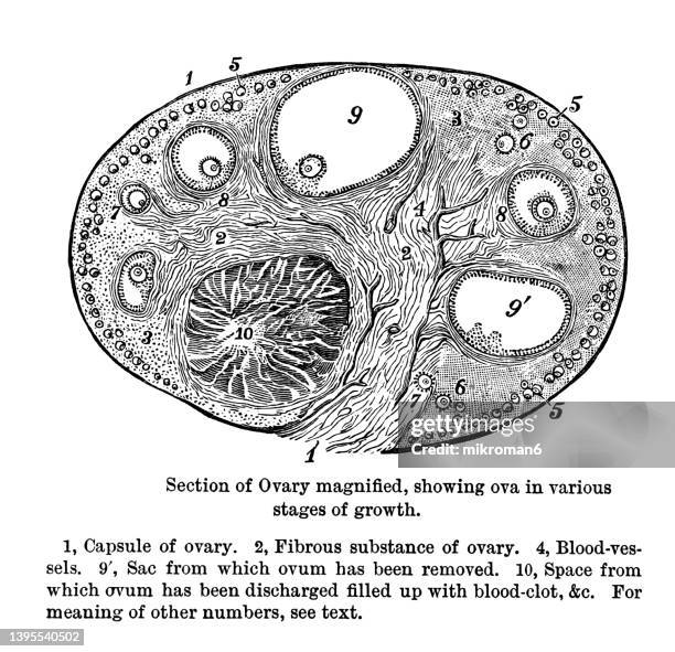 old engraved illustration of section of ovary magnified, showing ova in various stages of growth - ovarios fotografías e imágenes de stock