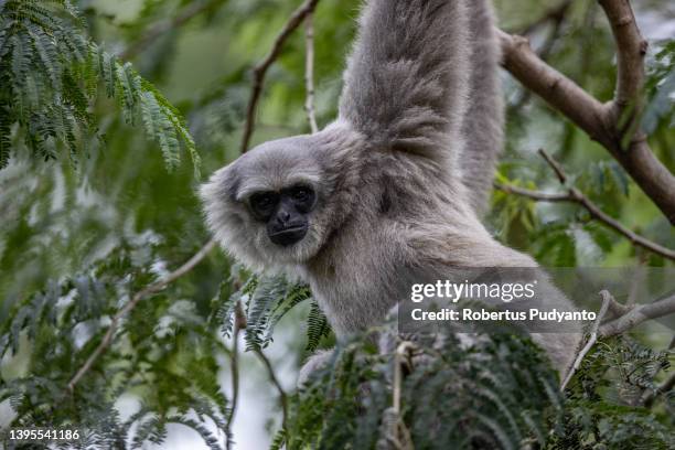 javan gibbon - gibbon stock pictures, royalty-free photos & images