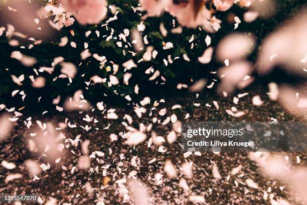 falling sakura petals. - flower petals falling stock pictures, royalty-free photos & images
