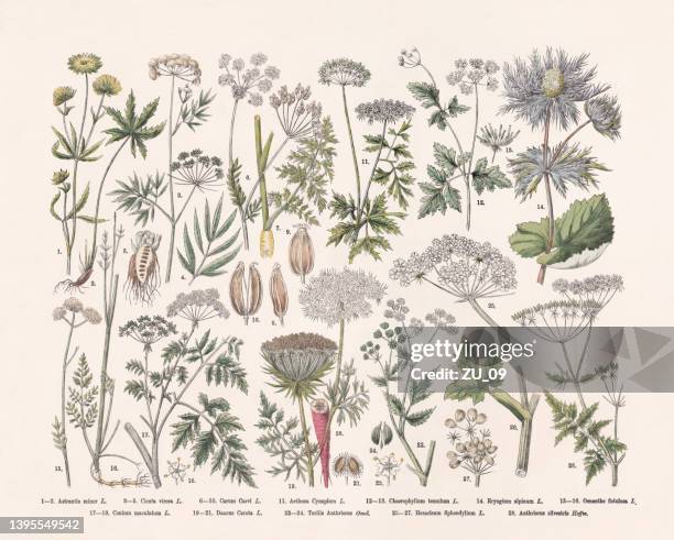 flowering plants (apiaceae), hand-colored wood engraving, published in 1887 - cicuta virosa stock illustrations