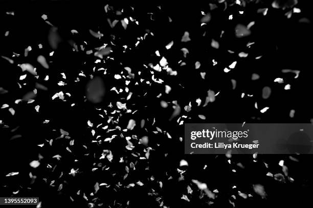 falling sakura petals. - flower black background stock pictures, royalty-free photos & images