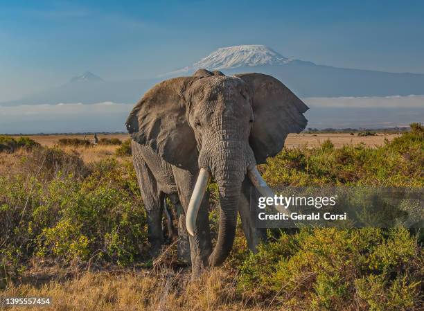 der afrikanische buschelefant oder afrikanische savannenelefant (loxodonta africana) ist die größere der beiden arten von afrikanischen elefanten. amboseli-nationalpark, kenia. einen busch essen, während man vor dem kilimandscharo steht. - elefant stock-fotos und bilder