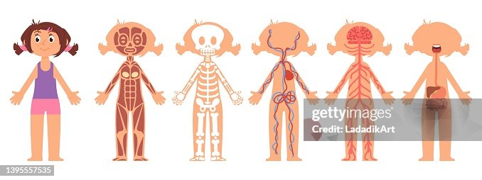 Child Rentgen Cartoon Girl Anatomy Kid Heart Digestive And Nervous System Skeleton On ...