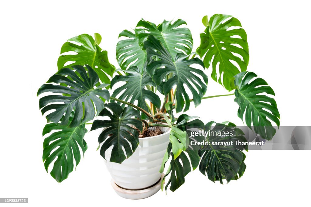 Monstera Tree Large Monstera Tree Giant Species In A White Pot Against A White Background ...