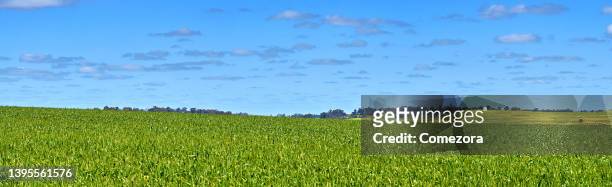 aerial view of grain growing area, hyden, western australia - western australia crop stockfoto's en -beelden