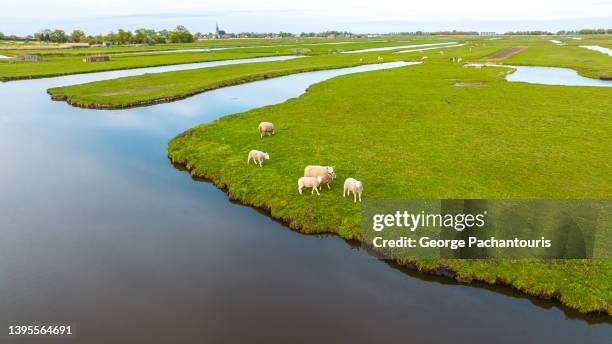 aerial photo of sheep on a grass area next to the canal - noord holland landschap stockfoto's en -beelden