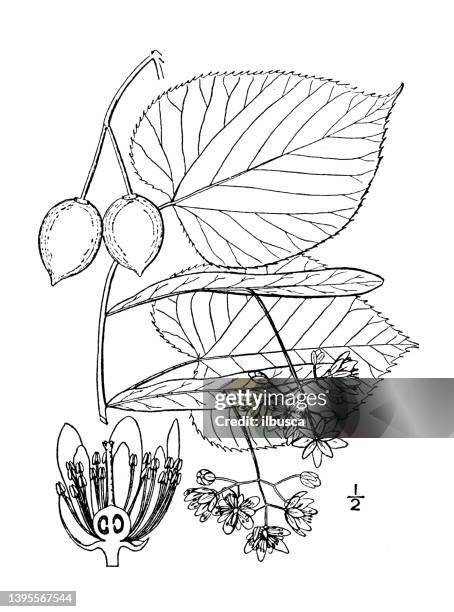 antike botanische pflanzenillustration: tilia americana, amerikanische linde - amerikanische linde stock-grafiken, -clipart, -cartoons und -symbole