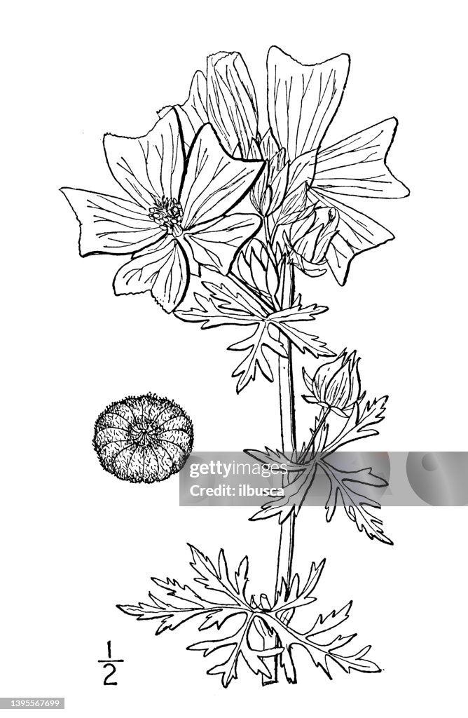 Antique botany plant illustration: Malva moschata, Musk mallow