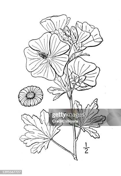 stockillustraties, clipart, cartoons en iconen met antique botany plant illustration: malva alcea, european mallow - kaasjeskruid