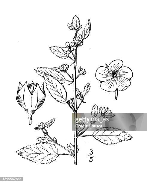 stockillustraties, clipart, cartoons en iconen met antique botany plant illustration: sida spinosa, prickly sida - sida