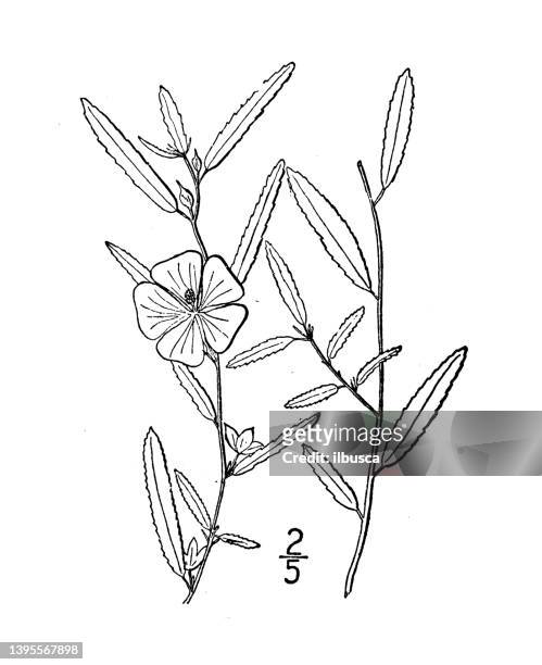 stockillustraties, clipart, cartoons en iconen met antique botany plant illustration: sida elliottii, elliott's sida - sida
