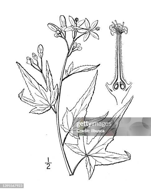 stockillustraties, clipart, cartoons en iconen met antique botany plant illustration: sida hermaphrodita, virginia mallow - sida