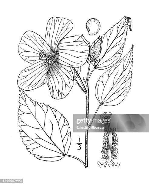 ilustraciones, imágenes clip art, dibujos animados e iconos de stock de ilustración de plantas botánicas antiguas: hibiscus moscheutos, malva rosa de pantano - malva