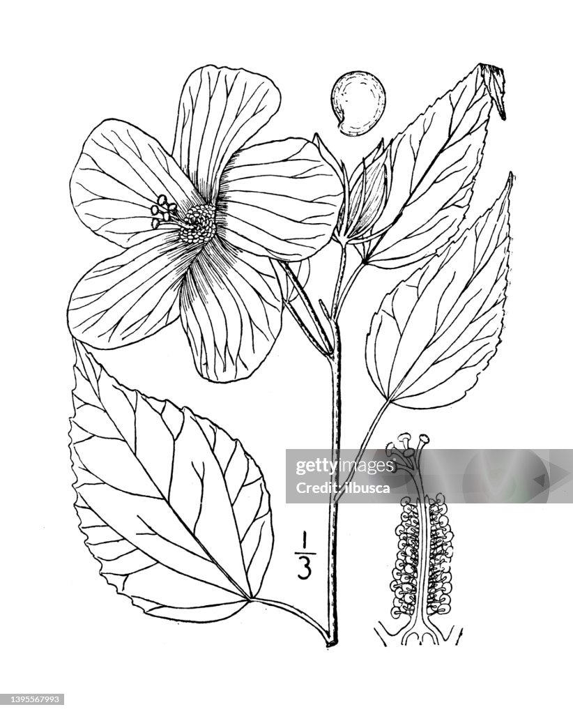 Antique botany plant illustration: Hibiscus Moscheutos, Swamp rose mallow