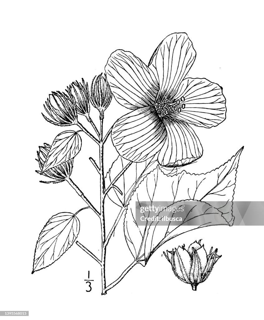 Antique botany plant illustration: Hibiscus lasiocarpus, Hairy fruited rose mallow