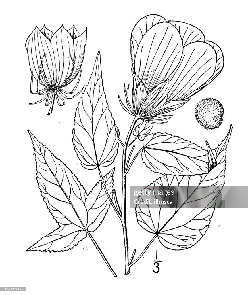 Antique botany plant illustration: Hibiscus militaris, Halberd leaved rose mallow