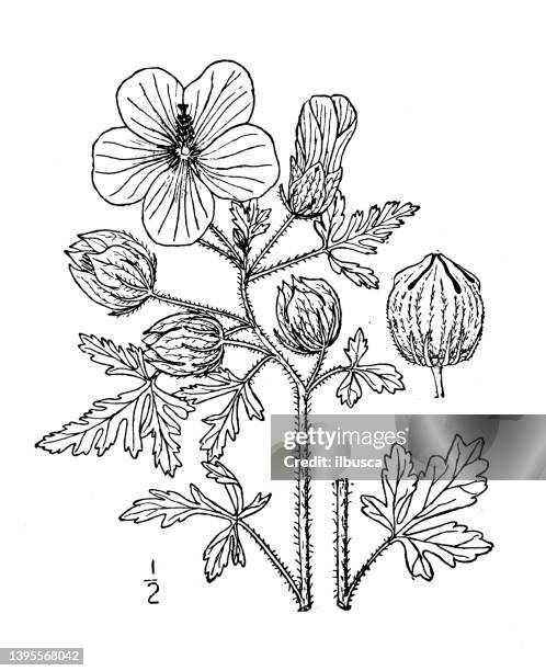 Antique Replica Hibiscus Trionum Botanical Art Print Antique Replica Hibiscus Trionum Botanical Art Print