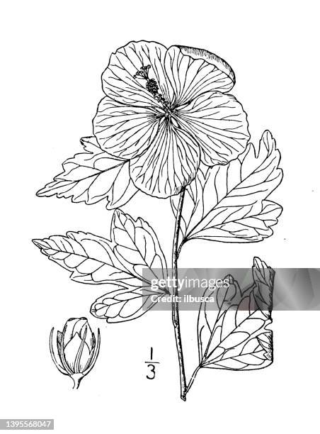 ilustraciones, imágenes clip art, dibujos animados e iconos de stock de ilustración de plantas botánicas antiguas: hibiscus syriacus, shrubby althaea - malva