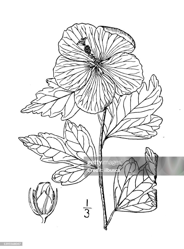 Antique botany plant illustration: Hibiscus Syriacus, Shrubby Althaea