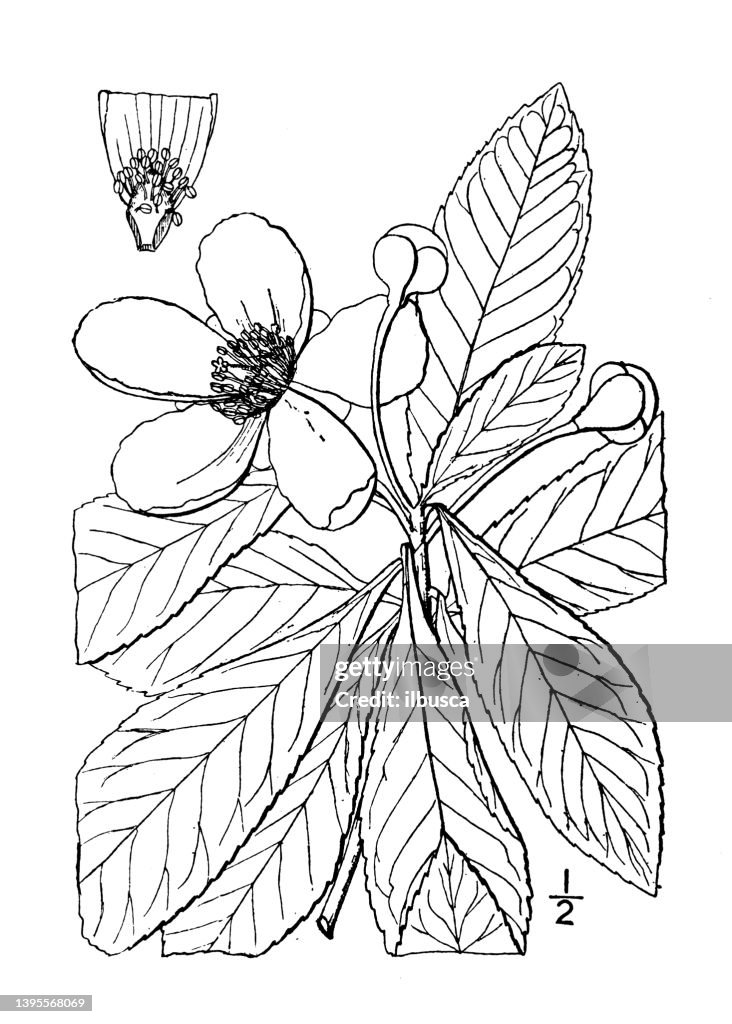 Antique botany plant illustration: Gordonia Lasianthus, Loblolly Bay