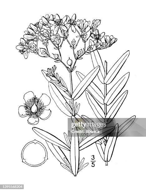 Hypericum Drawing St John The Baptist Drawing High Res Illustrations - Getty Images