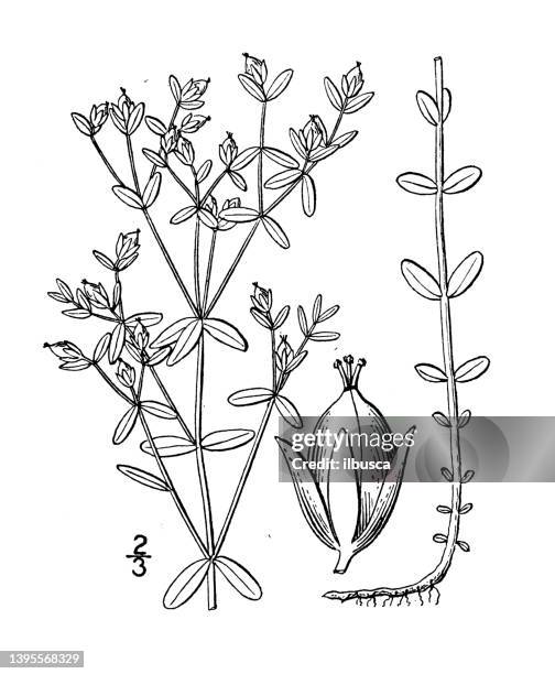 Hypericum Drawing 112 St John The Baptist Drawing High Res Illustrations - Getty Images