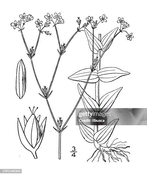 Hypericum Drawing 97 Holding A Seed Drawing Stock Photos, High-Res Pictures, and Images ...