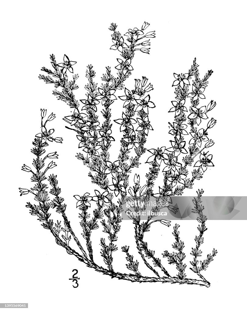 Antique botany plant illustration: Hudsonia ericoides, Heath like Hudsonia