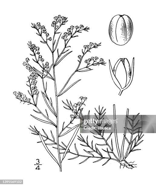 antique botany plant illustration: lechea tenuifolia, narrow leaved pin weed - tapered roots stock illustrations