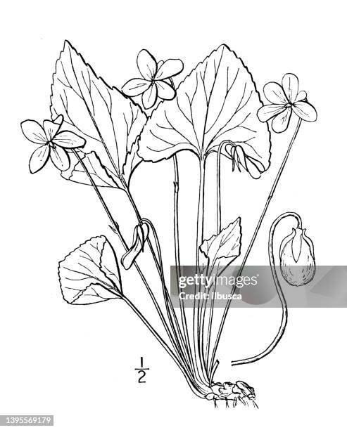 antique botany plant illustration: viola obliqua, meadow blue violet - pansy stock illustrations