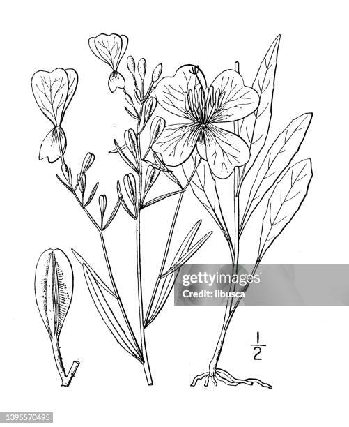 antique botany plant illustration: kneiffia linearis, narrow leaved sundrops - tapered roots stock illustrations